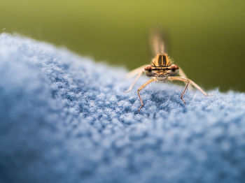 Close-up of spider