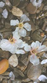 Close-up of flowers