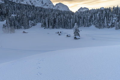 Pine trees on snow covered field against mountain