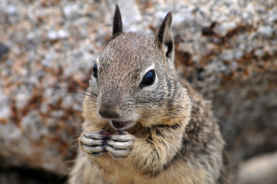 Close-up of a rabbit looking away