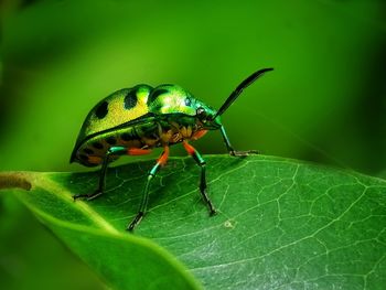 Close-up of insect on leaf