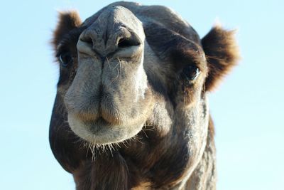 Close-up portrait of horse against clear sky