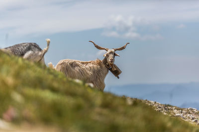 Wild goats running on stony slope against mountain ridge on sunny day in pyrenees