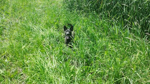 Dog standing on grassy field