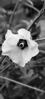 Close-up of white rose flower