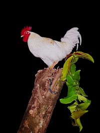 Close-up of bird perching on black background