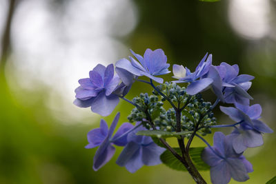 Close-up of purple flowering plant