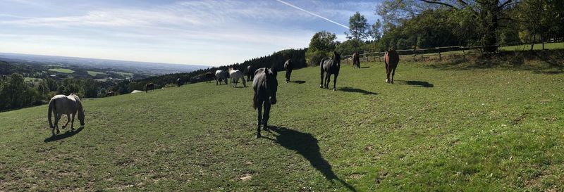 View of horse on field against sky