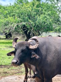 Buffalo standing outdoors