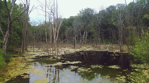 Scenic view of river in forest
