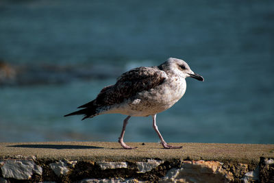 Seagull walking behind the sea