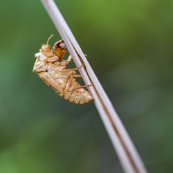 Close-up of insect on leaf