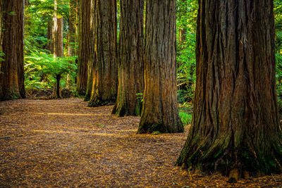 Trees growing in forest