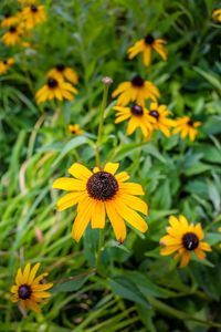 Yellow flowers blooming on field