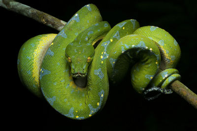 Close-up of green snake on branch against black background