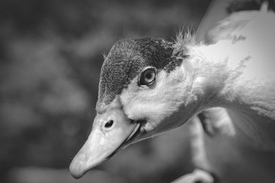 Close-up of a bird