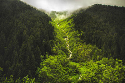 Scenic view of forest