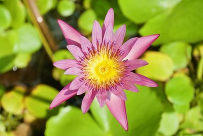 Close-up of pink water lily