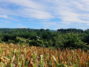 Crops growing on field against sky