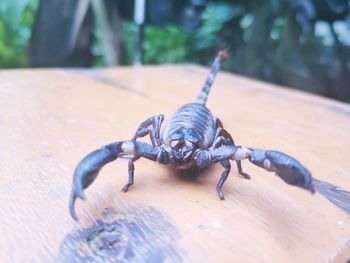 High angle view of insect on wooden table