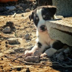 Close-up of dog