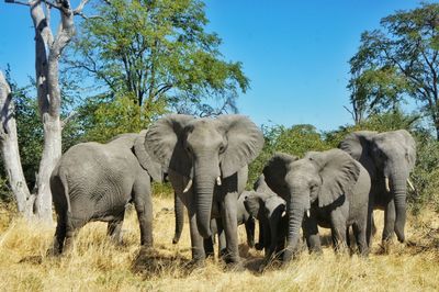 Elephants on grassy field against blue sky