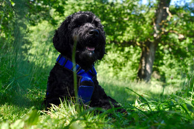 Dog in grass