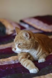 Close-up of a cat resting on bed