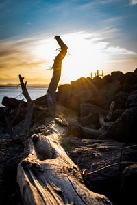 Driftwood on rock by sea against sky during sunset