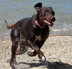 Dog standing on water in park