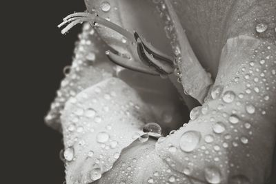 Close-up of lizard on flower