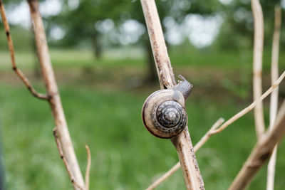 Close-up of snail