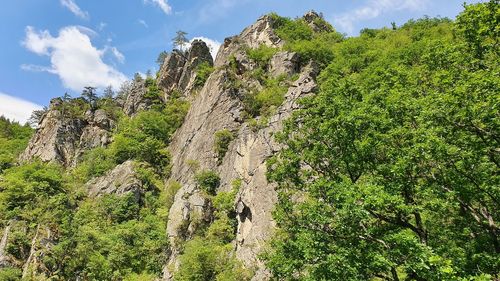 Low angle view of plants growing on land against sky