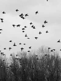 Low angle view of birds flying in the sky