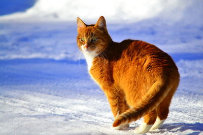 Cat looking away on snow covered landscape