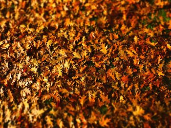 Full frame shot of autumn leaves on field