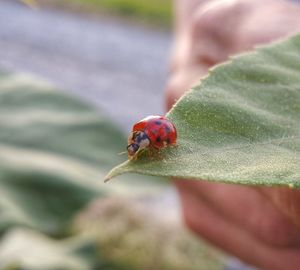 Close-up of ladybug on hand