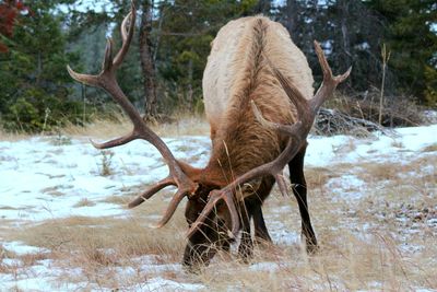 Deer in a snow