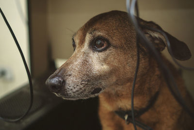 Close-up of a brown dog under a desk among wires looking at something off-screen