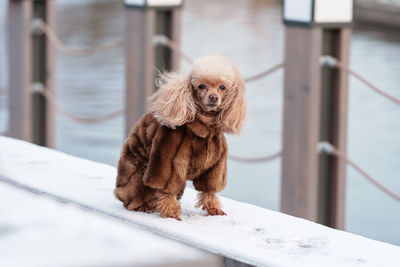 A small toy poodle dog in a fur coat on a walk