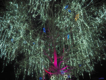 Low angle view of illuminated christmas tree at night