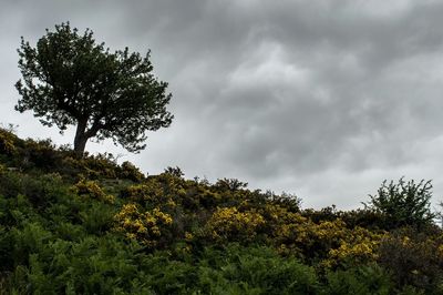 Low angle view of trees against cloudy sky