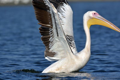 Close-up of pelican in lake