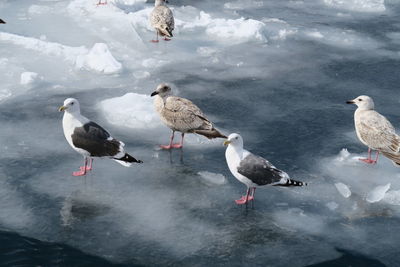 High angle view of seagulls perching on lake