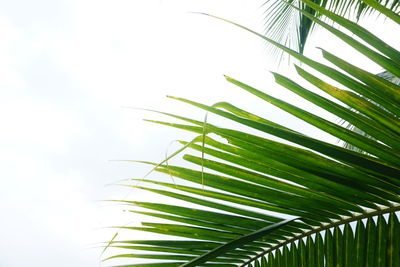 Low angle view of palm tree leaves