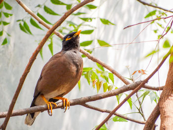 Close-up of bird perching on branch