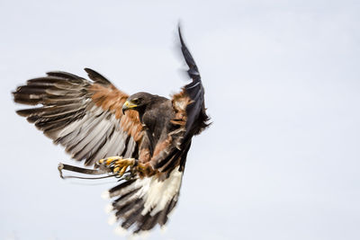 Close-up of bird flying against clear sky