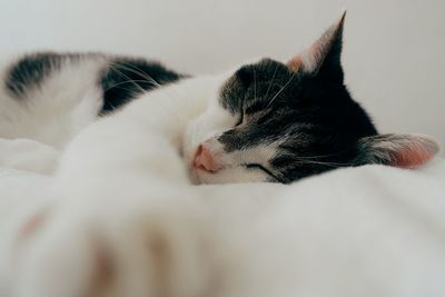 Bicolor cat lying on side