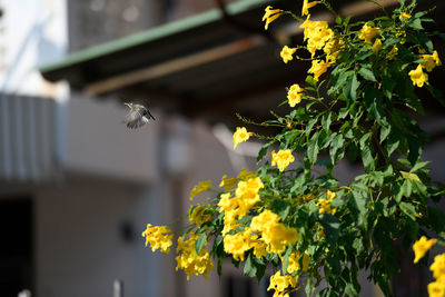 Close-up of insect on yellow flower