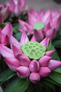 Close-up of heart shape pink flower